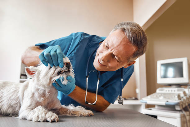 Best Pediatric Emergency Dentist in Lake Crystal, MN
